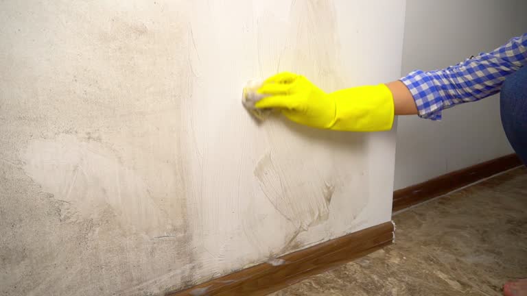 Trusted Carolina Beach, NC Mold Removal Experts